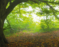 Wald im Nebel